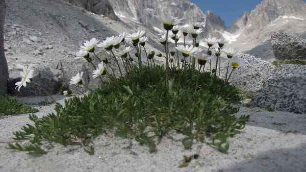 Il ghiaccio sepolto è un rifugio per la biodiversità d'alta quota sulle Alpi