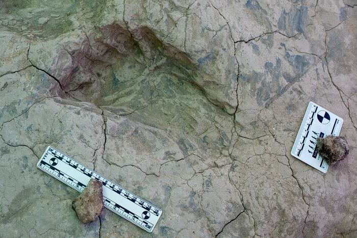 I cugini degli esseri umani erano più alti del previsto 