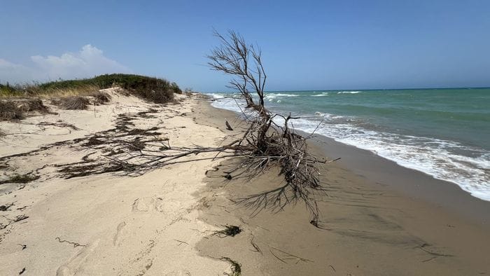 «Sculture naturali...»
