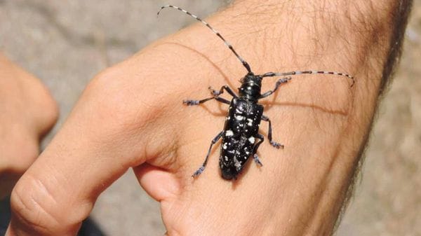 Trappole e controlli contro la diffusione degli insetti asiatici