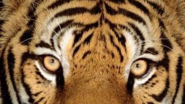 Wwf, in Nepal la popolazione di tigri è più che triplicata
