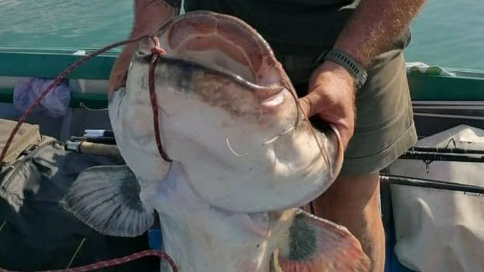 Il Sebino assediato dai siluri: si valuta la pesca di selezione