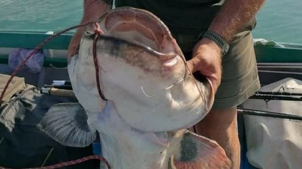 Il Sebino assediato dai siluri: si valuta la pesca di selezione