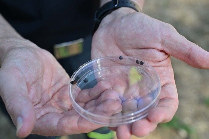 ANSA/ La coccinella contro il killer dei pini, a Napoli primo test al mondo