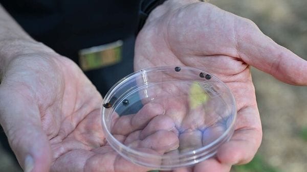 ANSA/ La coccinella contro il killer dei pini, a Napoli primo test al mondo
