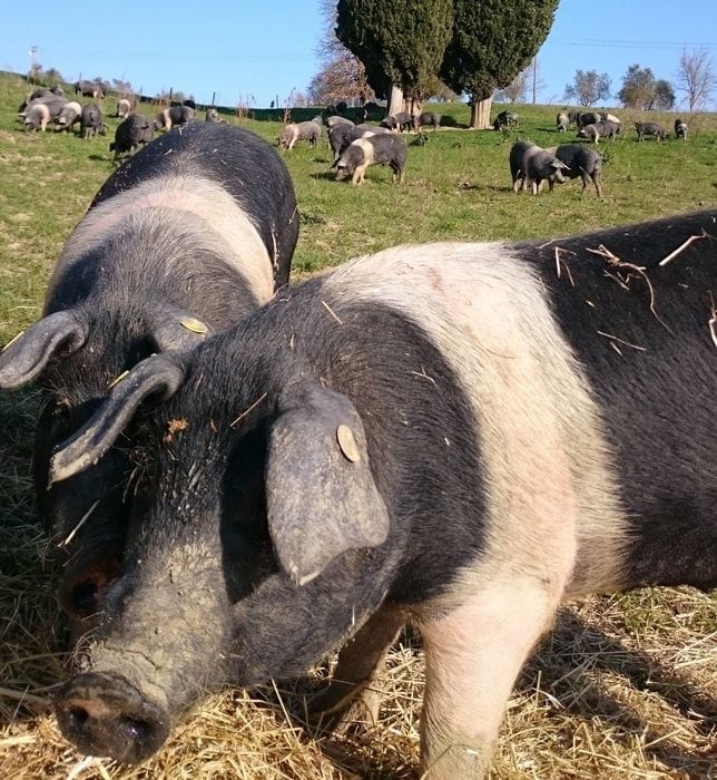 Peste suina, abbattuti il 10% degli esemplari di Cinta senese