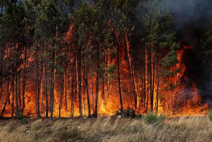 Ispra, in Italia in meno di 7 mesi 1.070 incendi boschivi