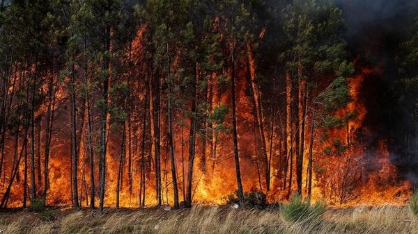 Ispra, in Italia in meno di 7 mesi 1.070 incendi boschivi