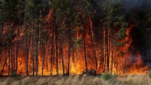 Ispra, in Italia in meno di 7 mesi 1.070 incendi boschivi