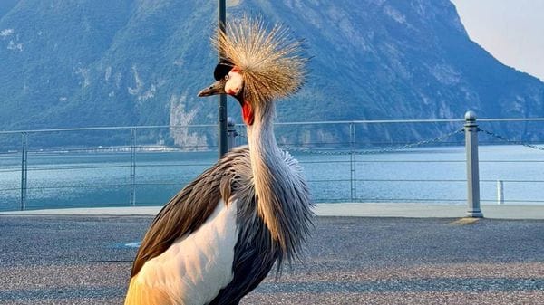 La gru coronata incanta il Sebino