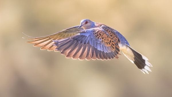 Sicilia, stop alla caccia in preapertura. Il Tar blocca il calendario venatorio
