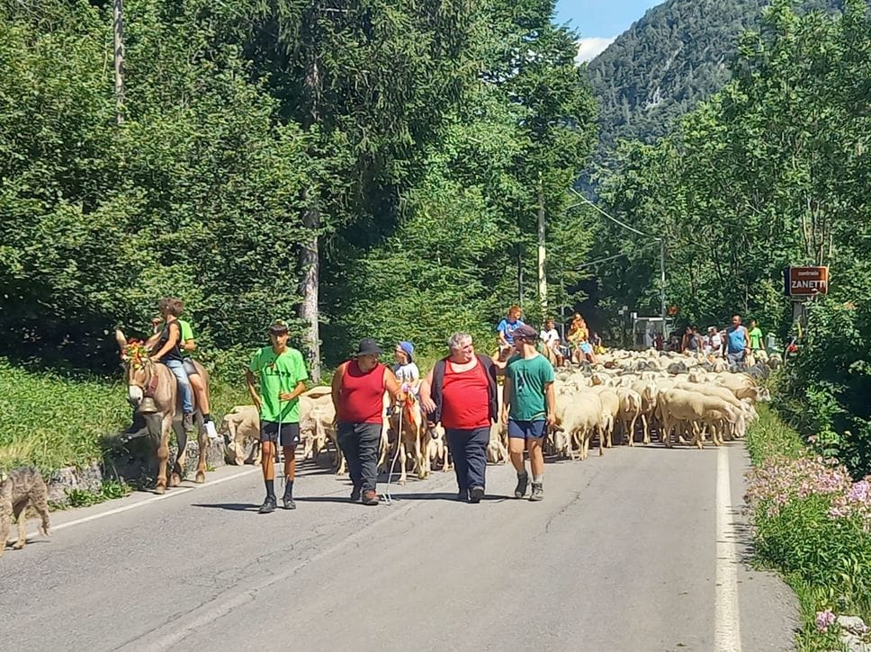 Transumanza, che festa con la sfilata del gregge dell’ultimo pastore