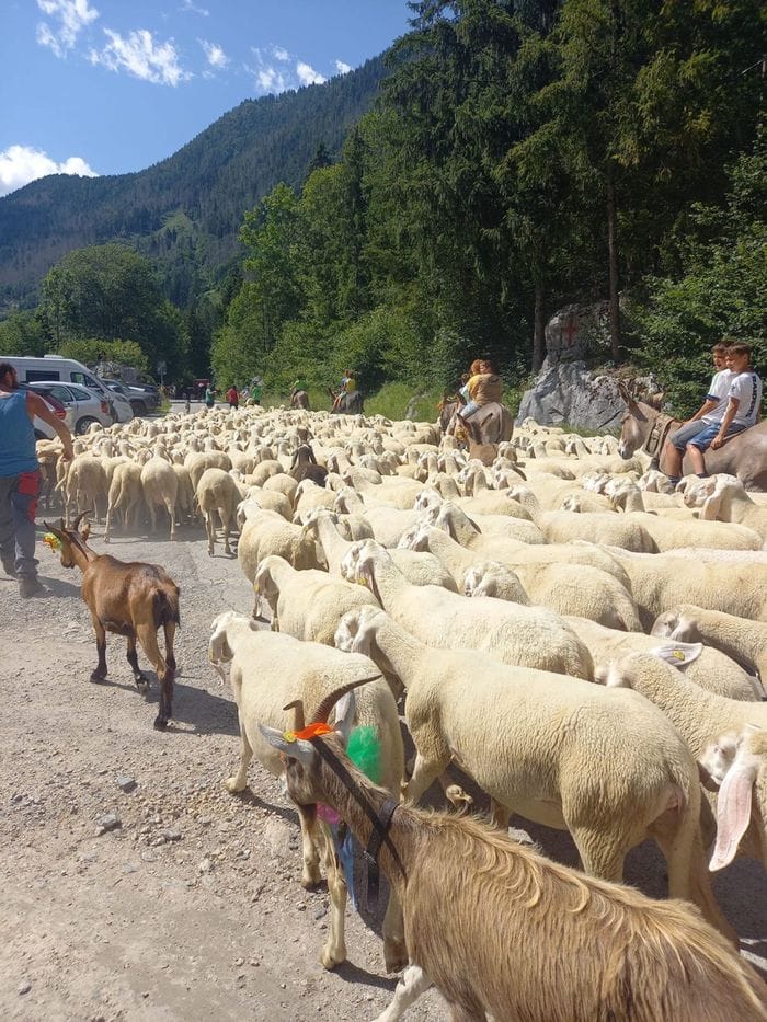 Transumanza, che festa con la sfilata del gregge dell’ultimo pastore