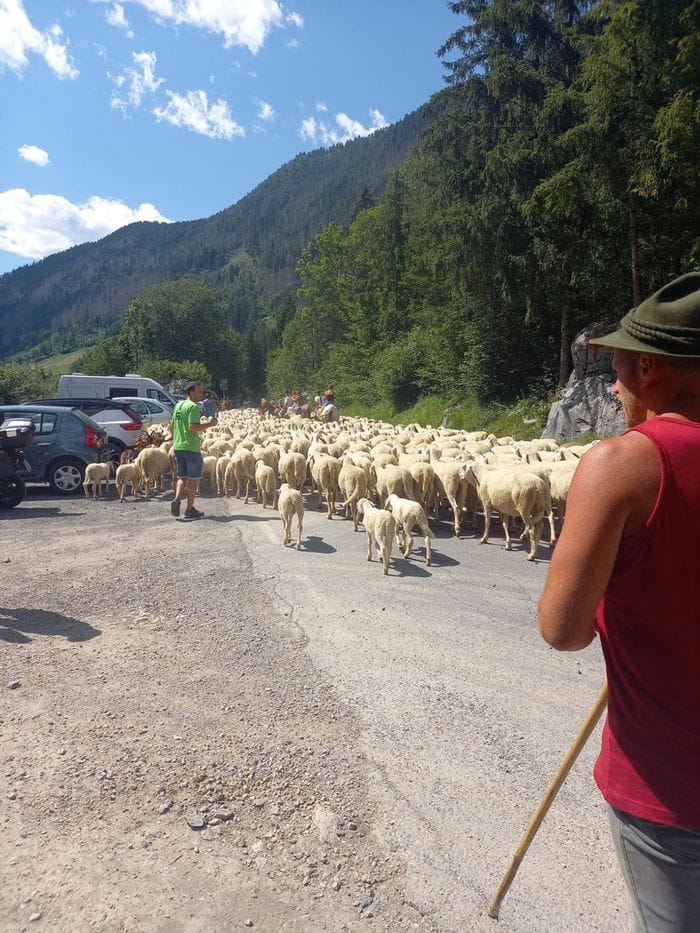 Transumanza, che festa con la sfilata del gregge dell’ultimo pastore