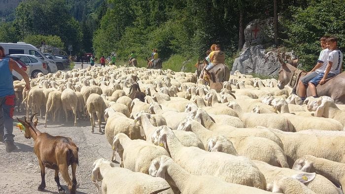 Transumanza, che festa con la sfilata del gregge dell’ultimo pastore
