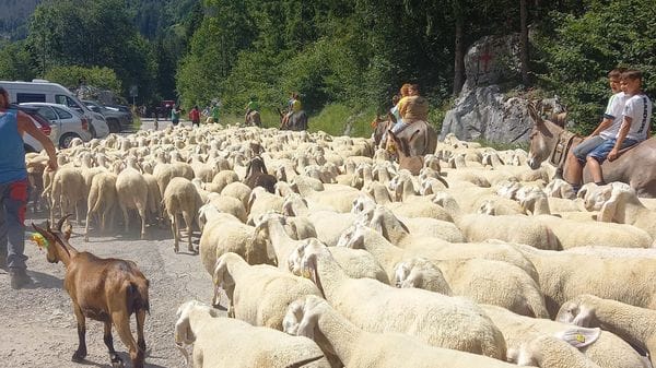 Transumanza, che festa con la sfilata del gregge dell’ultimo pastore