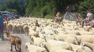 Transumanza, che festa con la sfilata del gregge dell’ultimo pastore