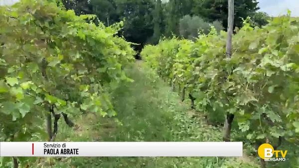 Allarme coleottero Giapponese, colture a rischio