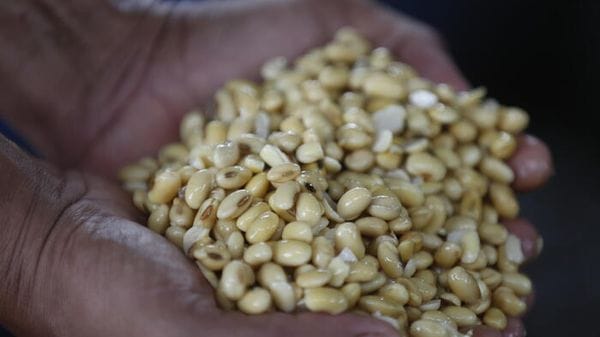 L'Eurocamera frena la stretta Ue ai biofuel a base di soia per gli obiettivi 'green'