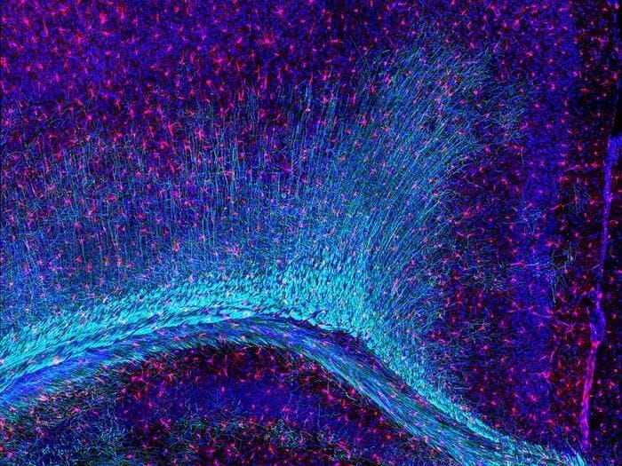 Nei custodi del cervello il motore delle malattie neurologiche