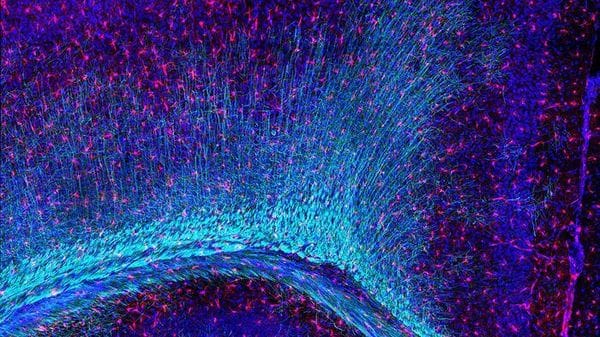 Nei custodi del cervello il motore delle malattie neurologiche