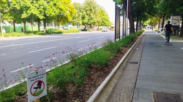 Bergamo, 1.940 nuove piante per riqualificare le aiuole del centro città