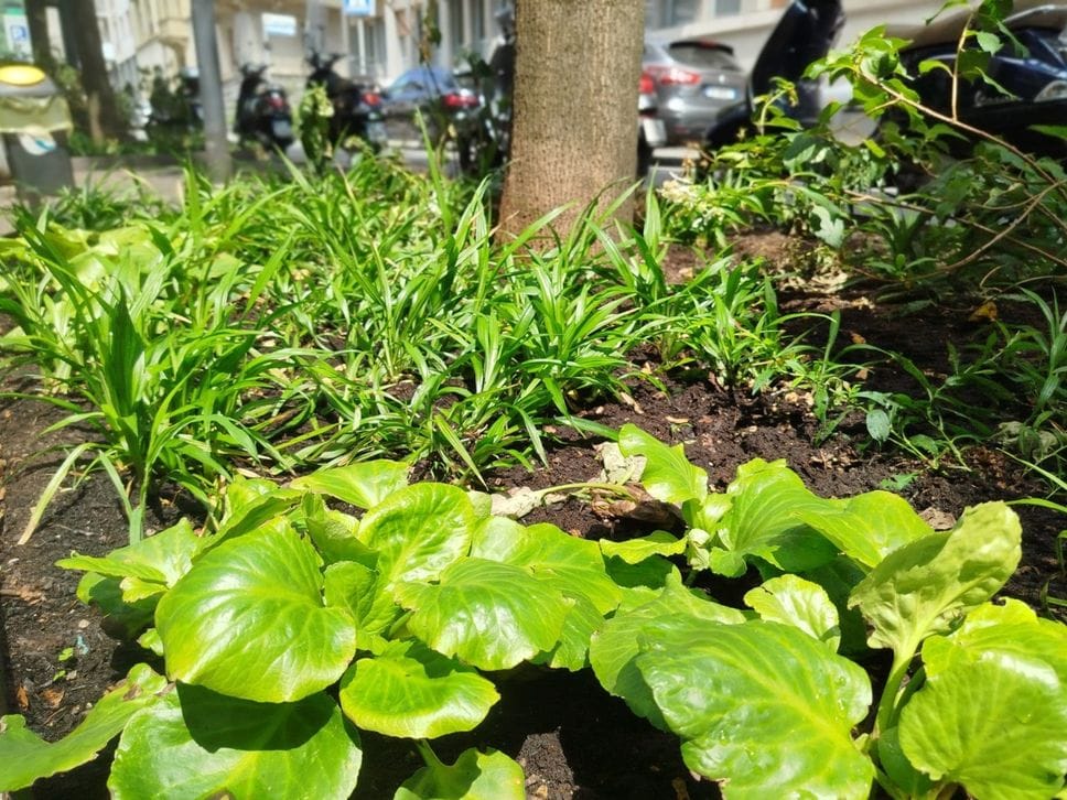 Bergamo, 1.940 nuove piante per riqualificare le aiuole del centro città
