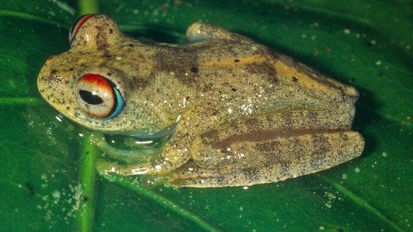 Scoperte 7  specie di rane diamante in Madagascar
