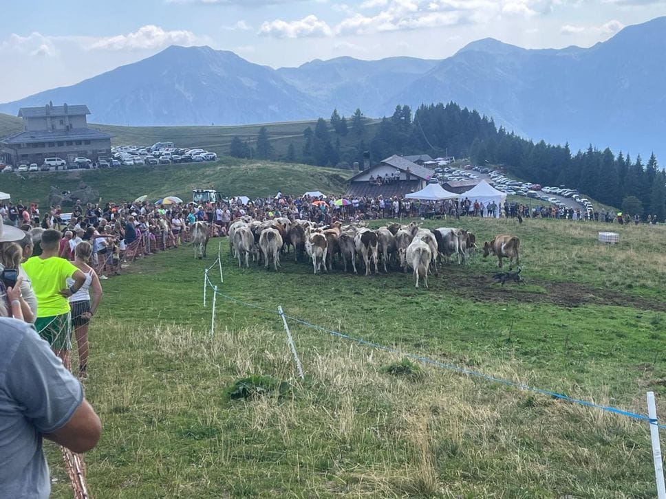 Sfida tra cani da pastore ai Piani dell’Avaro: Mosca da Sondrio fa tris