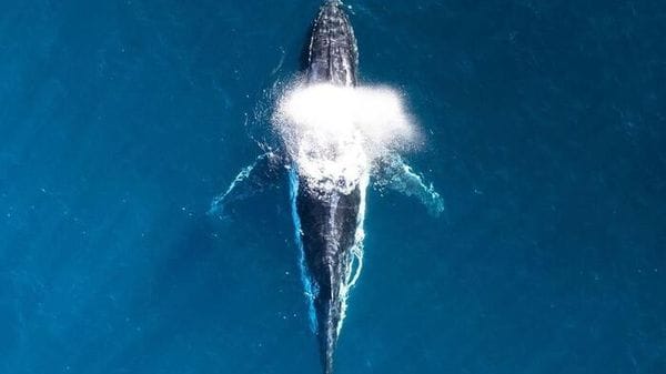 Il canto delle balene segue le fasi del nuoto  VIDEO