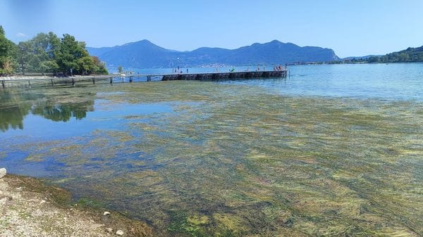 Sarnico invasa dalle alghe, raccolte 1.600 tonnellate: scatta il piano di pulizia
