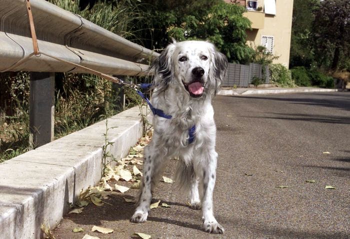 Leal e artisti contro l'abbandono degli animali. Agosto il mese peggiore