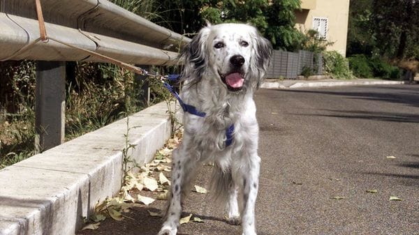 Leal e artisti contro l'abbandono degli animali. Agosto il mese peggiore