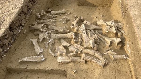 Nell'era glaciale gli umani cacciavano selettivamente le femmine di mammut
