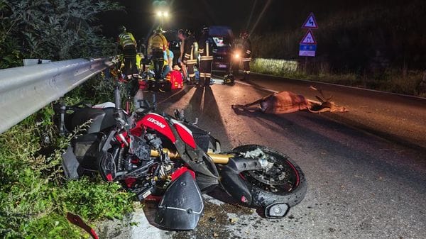 In moto contro un cervo, coppia di Rogno in gravi condizioni: sbucato all’improvviso, non hanno potuto evitarlo