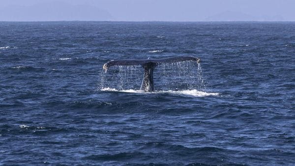 La Groenlandia orientale invasa dalle balene giganti alla ricerca di cibo