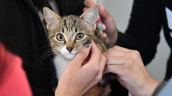 Poste sbarca nella pet economy, via alle polizze per Fido