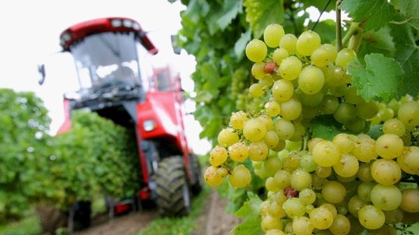 Vendemmia anomala: calo fino al 30%. «Uva di qualità, ma consumi in stand by»