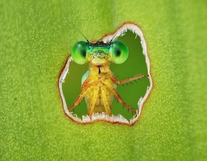 Una libellula curiosa vince tra le foto che celebrano biodiversità e ricerca  