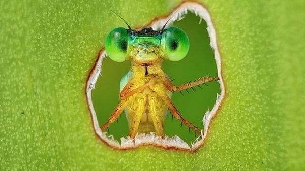 Una libellula curiosa vince tra le foto che celebrano biodiversità e ricerca  