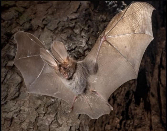 A Pantelleria scoperto un pipistrello di origine africana