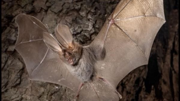 A Pantelleria scoperto un pipistrello di origine africana