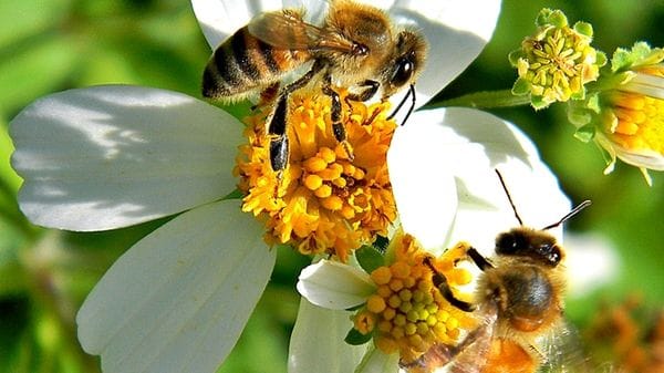 Il ritiro dei ghiacciai influenza la diffusione delle malattie tra le api