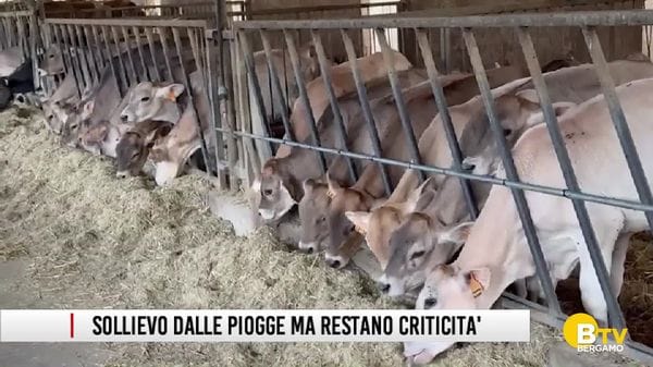 Agricoltura e allevamento, un'estate difficile fra siccità a piogge torrenziali