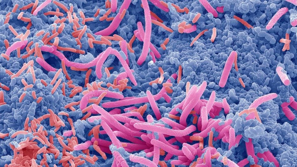 Il microbiota è una cosa seria, attenti alle semplificazioni