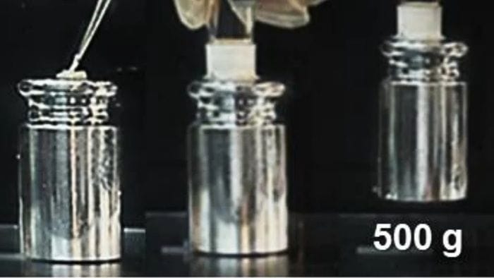 Pronta una supercolla riutilizzabile che resiste sott'acqua per anni