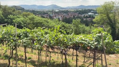 https://storage.ecodibergamo.it/media/photologue/2026/8/24/photos/cache/vendemmia-anomala-calo-fino-al-30_349e86e6-9ff0-11f1-88e8-4f17ea2fa187_1920_1080_display.jpg