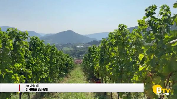 In un decennio in provincia di Bergamo le imprese agricole sono calate di quasi 200 unità.