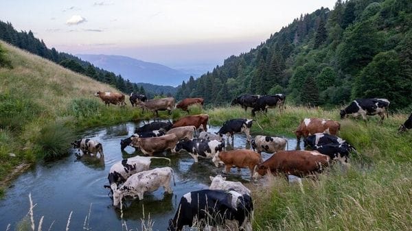 Due eventi Fai per i pascoli recuperati nel Bellunese