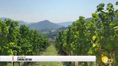https://storage.ecodibergamo.it/media/photologue/2026/8/25/photos/cache/in-un-decennio-in-provincia-di-bergamo-le-imprese-agricole-sono-calate-di-quasi_6e38e1e6-a0b1-11f1-b8bf-0452591e5f24_display.jpg